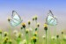 butterflies-1127666_640