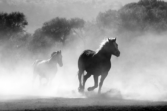 horses-430441_640