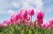 tulips-2254970_640