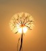 dandelion-1557110_640