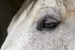 horse-7289708_640 (1)